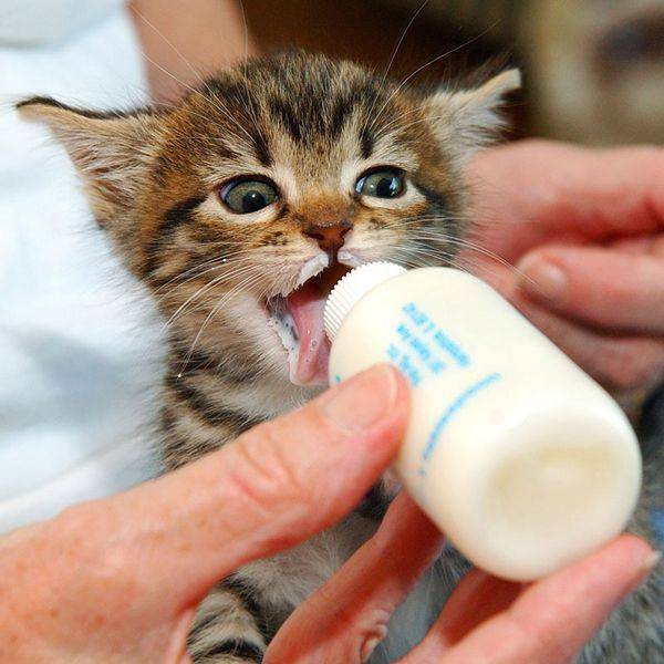 Лечение поноса у котенка в домашних условиях