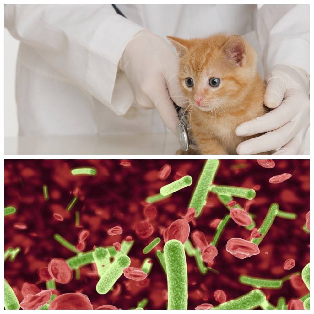Анемия при лейкозе у кошек лечение