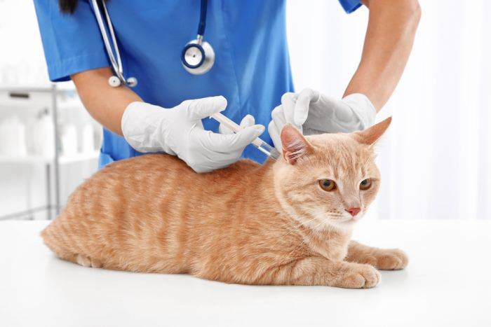Как делают прививку от бешенства кошке thumbnail