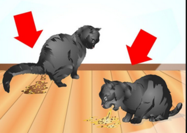 Рвота и понос у кота после приема пищи