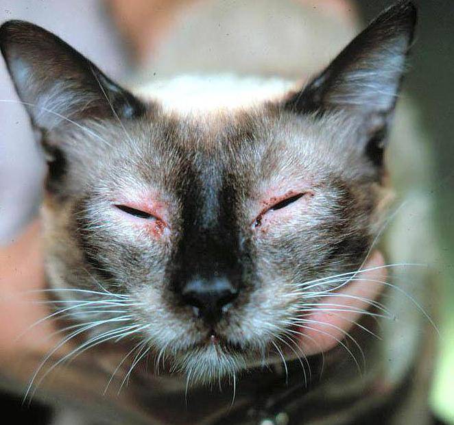 Аллергия у кошки отек носа