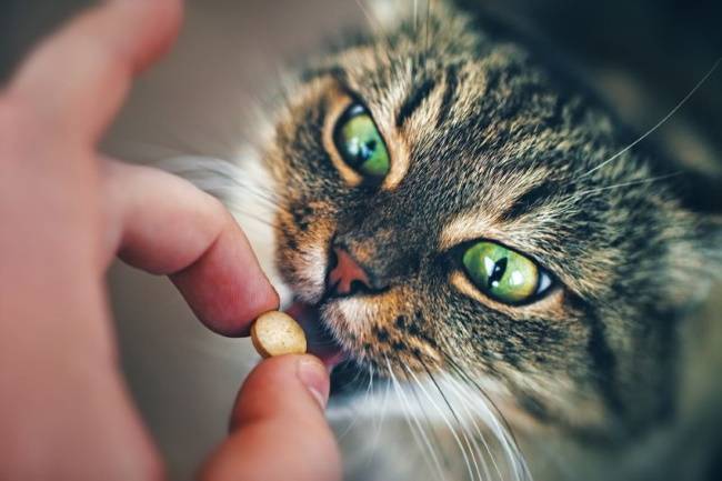 Лекарство против глистов у кошек