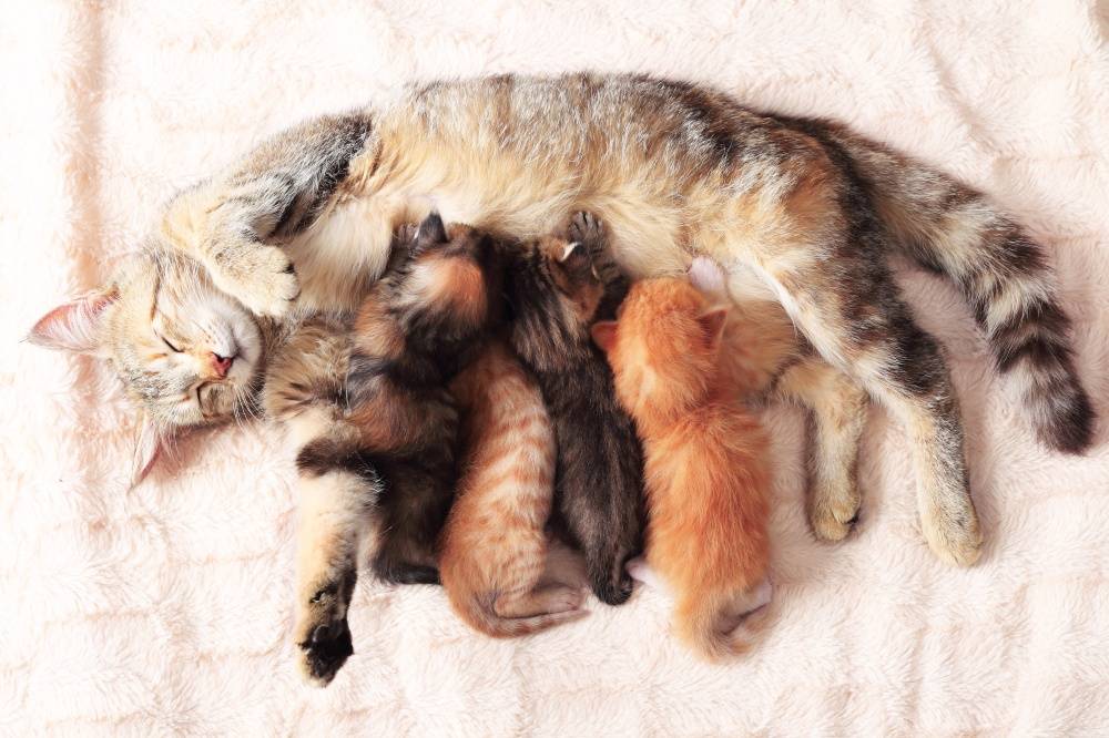 Через сколько кошка может забеременеть после рождения