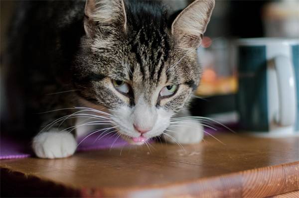 Почему кошку рвет после еды непереваренной пищей и что делать?