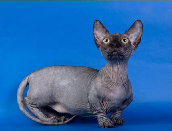 Самая уродливая порода кошек в мире