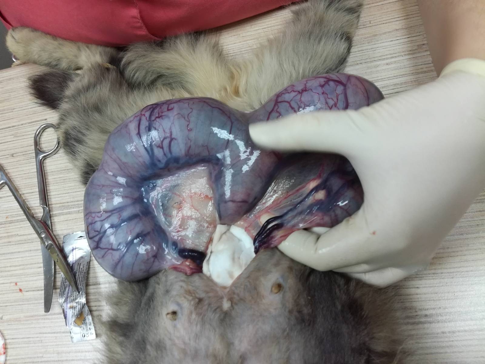 Может ли забеременеть стерилизованная кошка