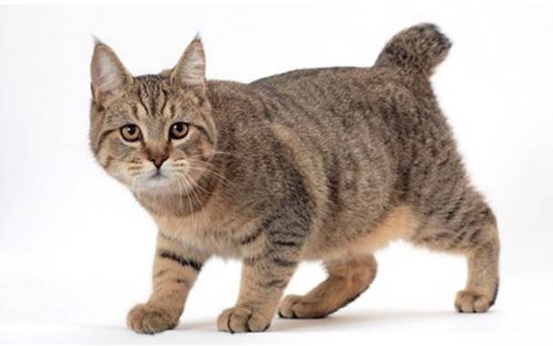 Порода кошки с обрубленным хвостом thumbnail