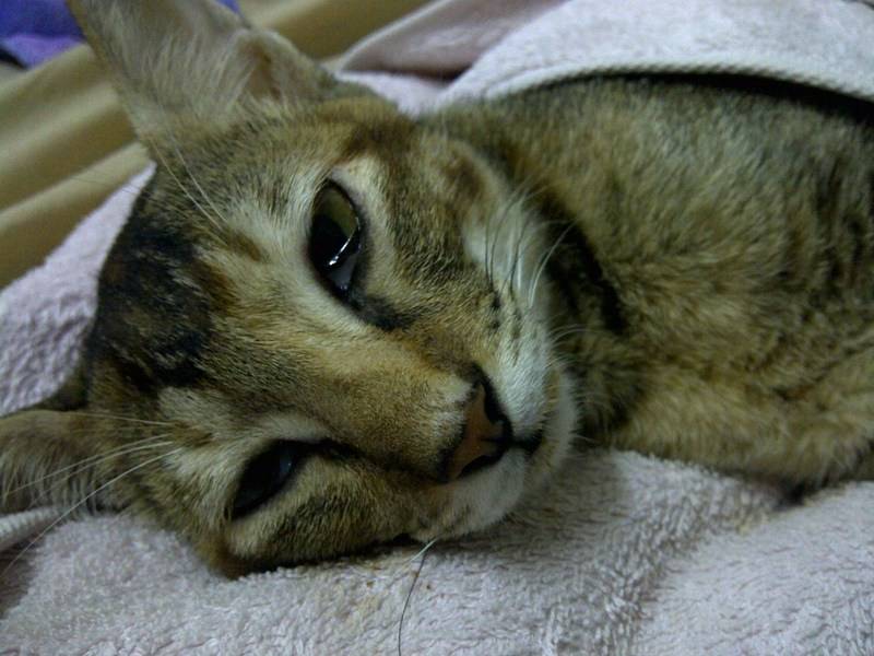 Болезни котов симптомы и лечение слюна