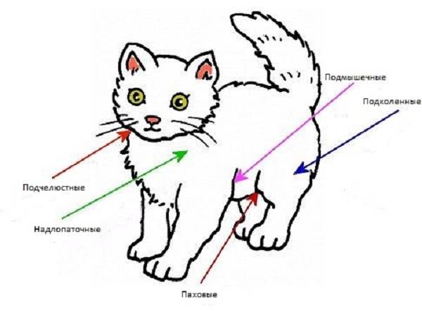 Алиментарная лимфома у кошек