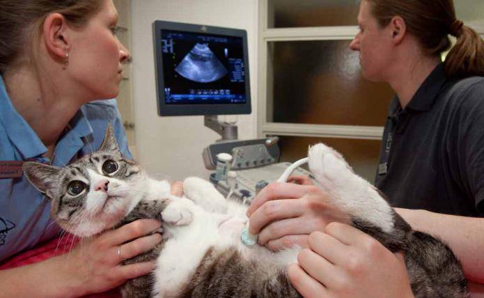 На каком сроке можно прерывать беременность у кошек