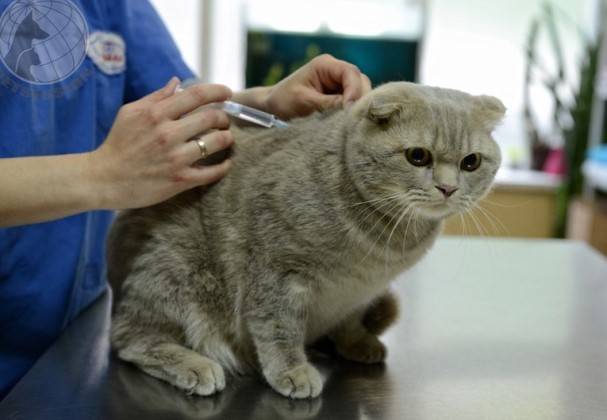 Лечение облысения ушей у кошек