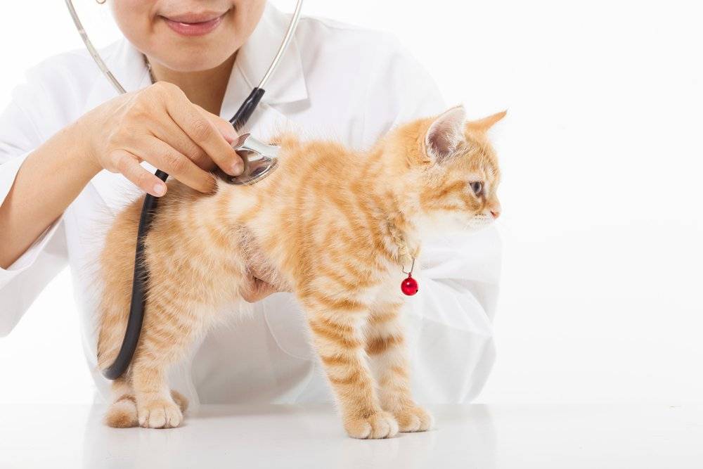 Самые опасные заболевания, которыми можно заразиться от кошки