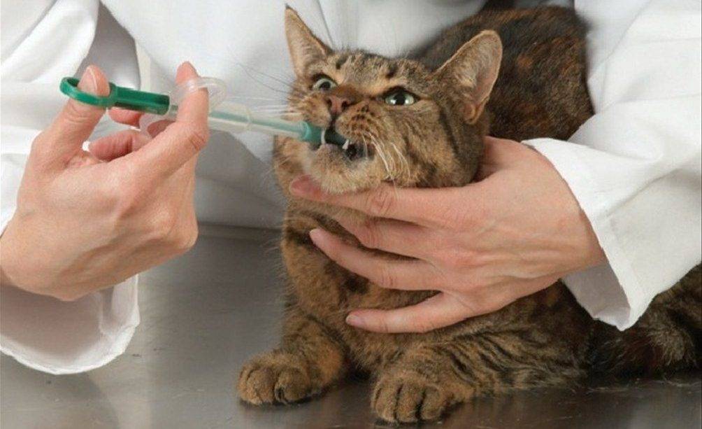 Таблетка от глистов для кошек сколько давать
