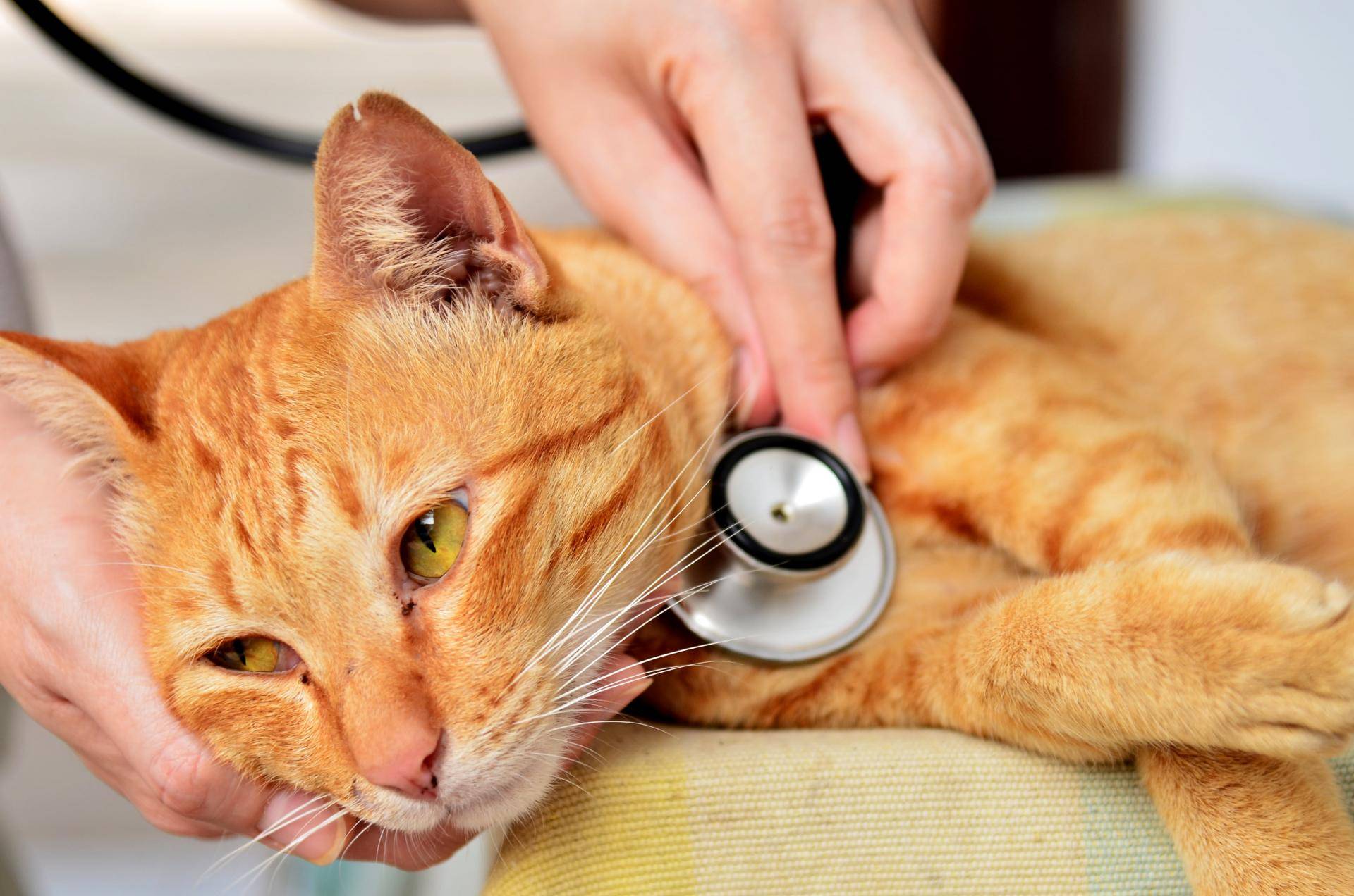 Какие симптомы у кошек при вирусном лейкемии
