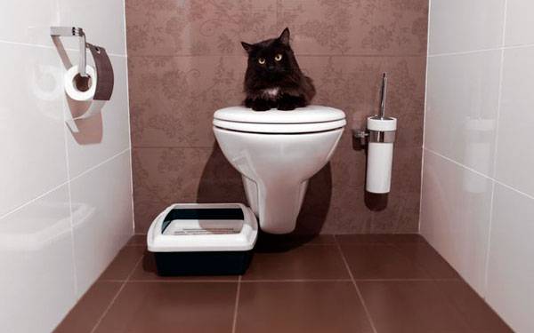 Диарея и рвота у кота что делать в домашних условиях