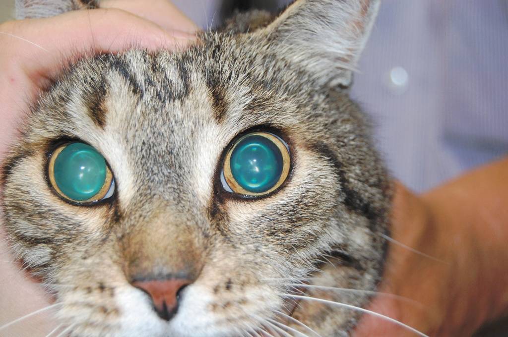 Какими цветами светятся глаза у кошек