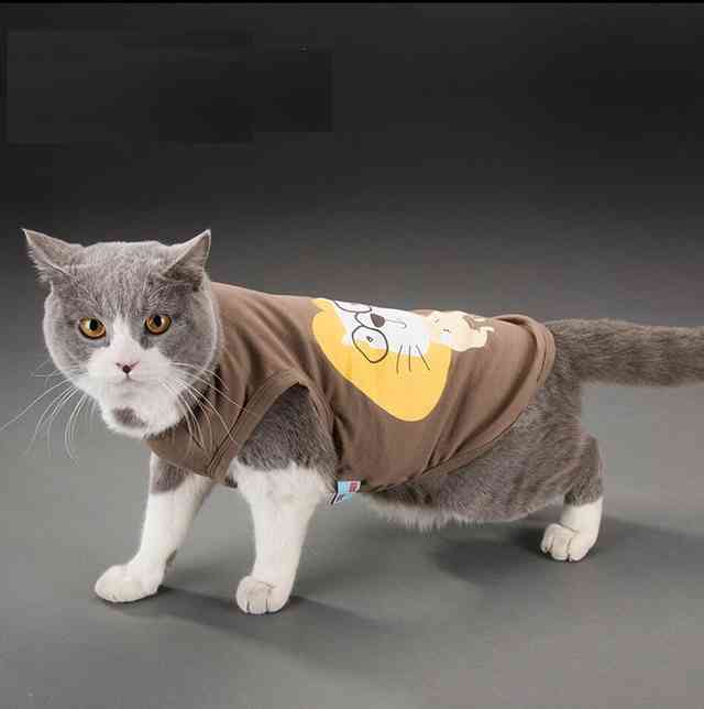 Самые смешные новогодние костюмы для кошек