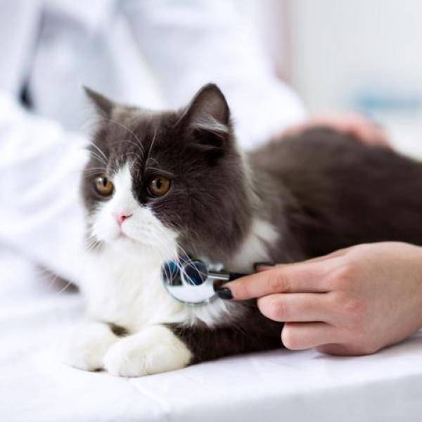 Поликистоз почек лечение народными средствами у кошек