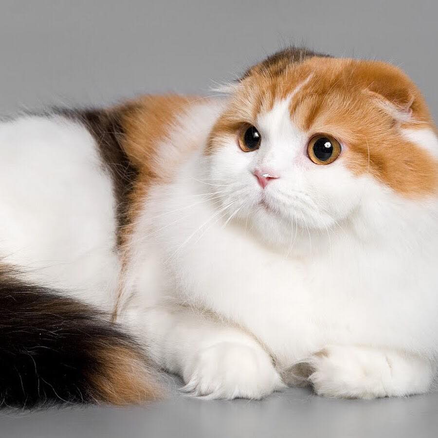 Красивые клички для кошки: по породе, со значением, для привлечения удачи и другие