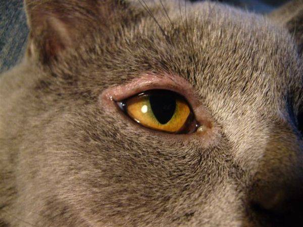 У кошки вокруг глаз выделения