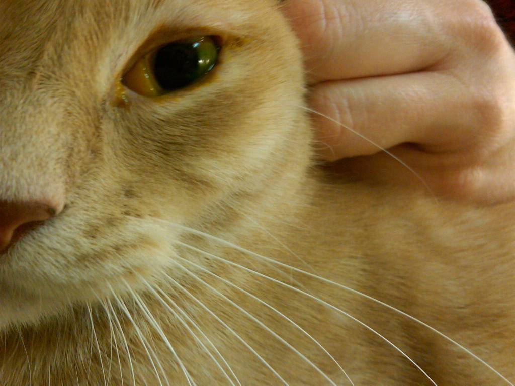 Зуд при болезни печени у кошек