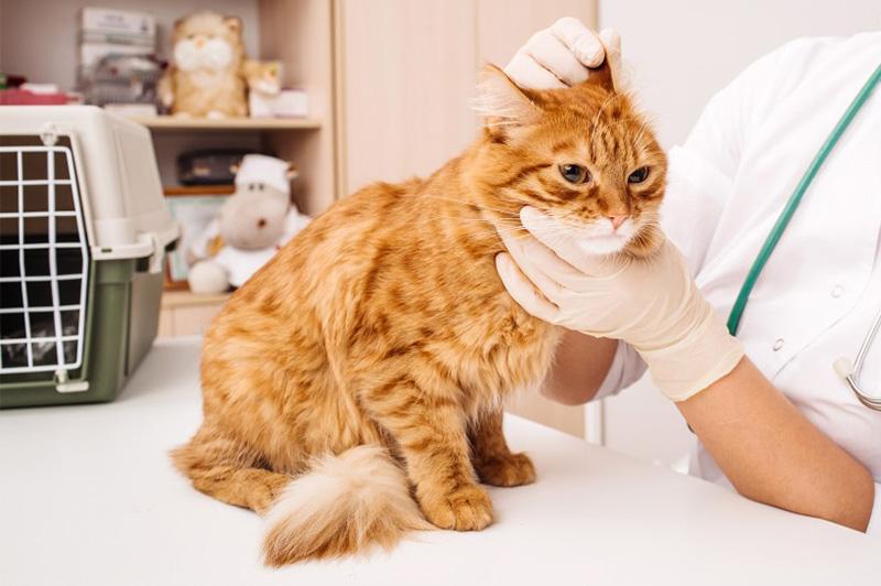 Как снять зуд при аллергии у кошки