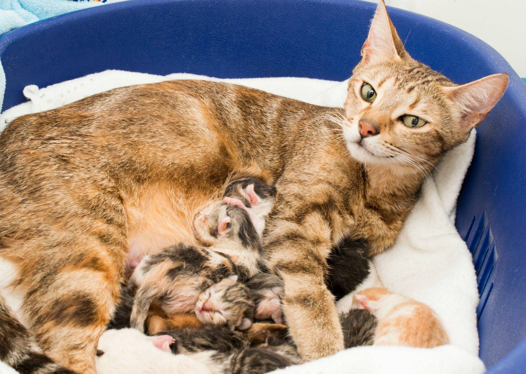 Через сколько кошке можно рожать после родов