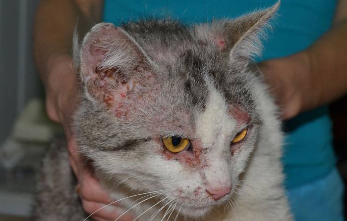 Кот после кастрации вылизывает рану причины последствия
