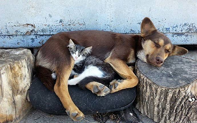 Болезни животных и их лечение кошки