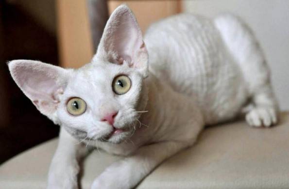 Самые уродливые породы кошки в мире фото