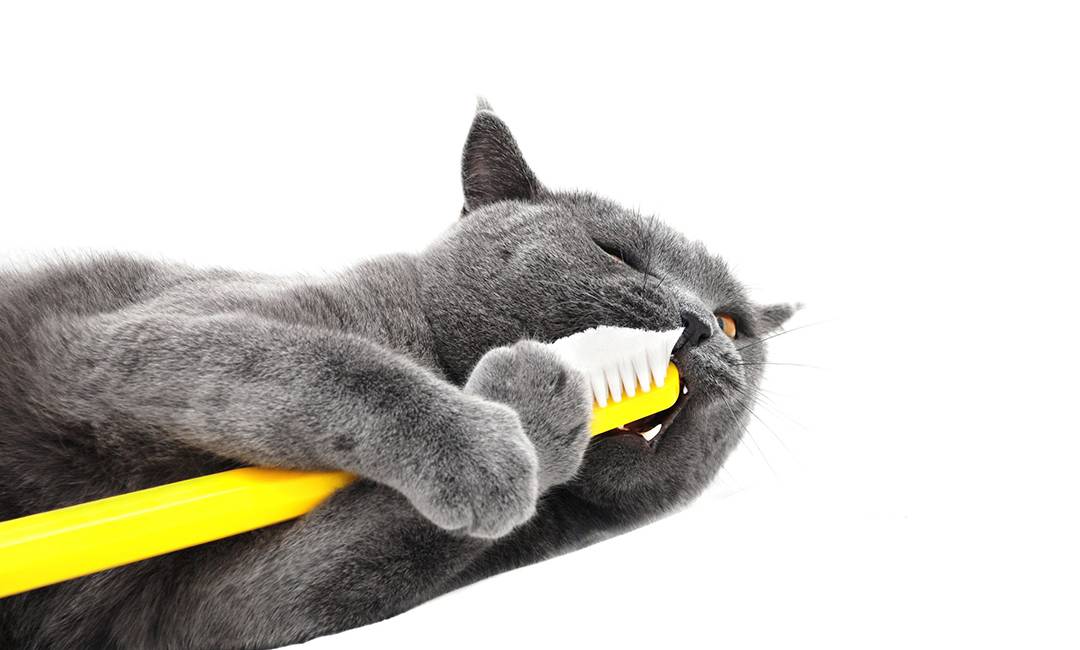 Выпадение зубов у кошек лечение