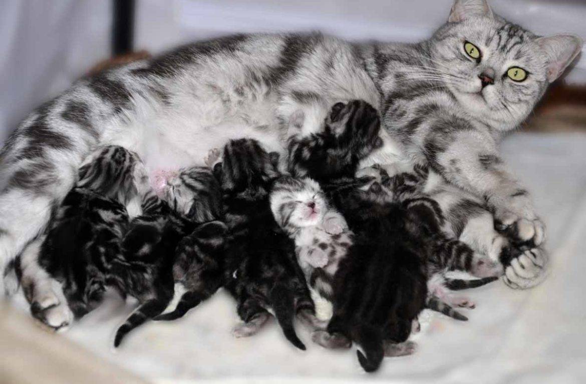 Сколько должна рожать кошка котят