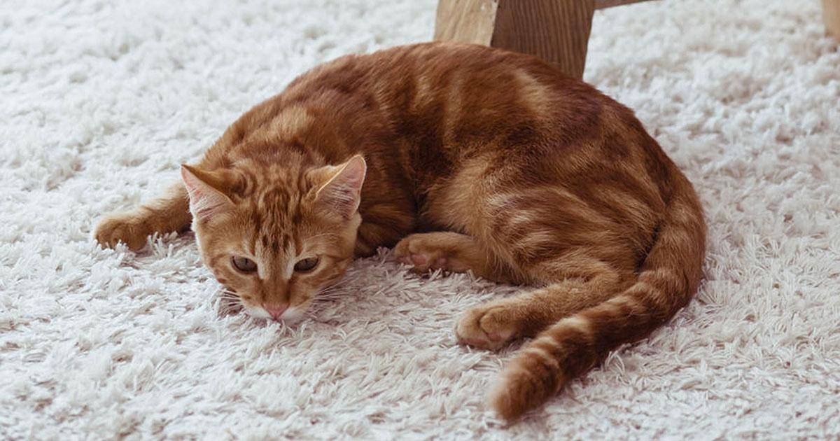 Кошка часто дышит животом. Котик лежит. Лежачая кошка. Кот лежит на ковре. Кошка лежит на животе.