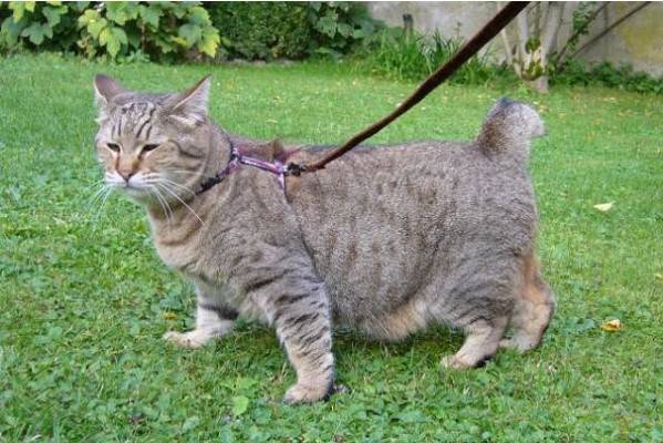 Порода кошки с обрубленным хвостом