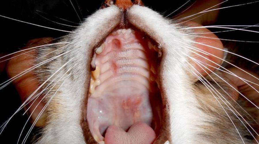 Почему у кота текут слюни как капли прозрачной воды