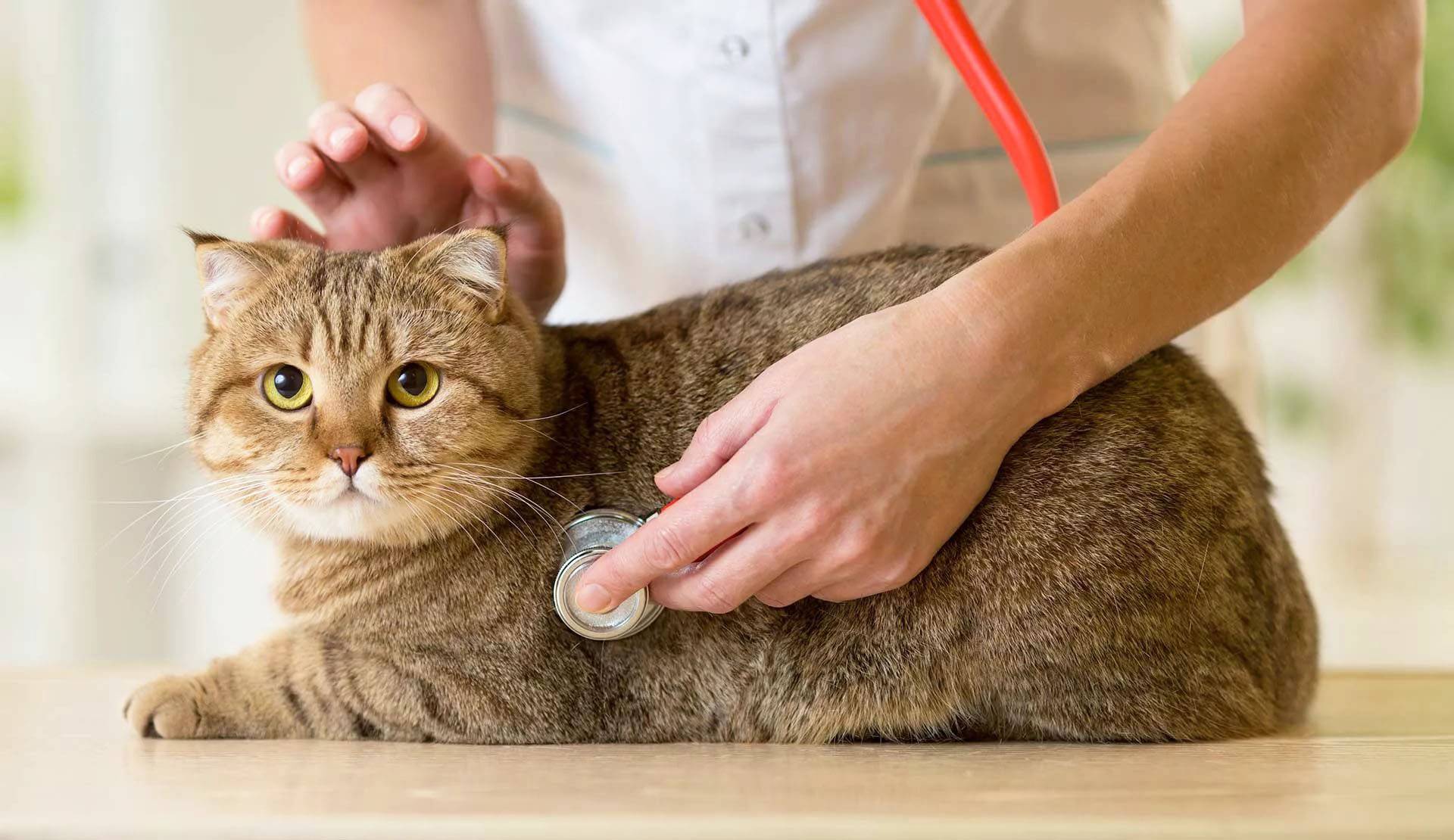 Эпилепсия у кошек симптомы лечение в домашних