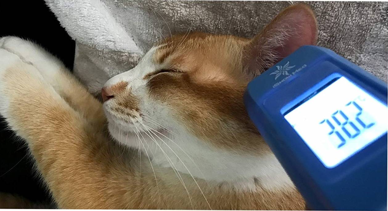 Повышенная температура у котенка без симптомов
