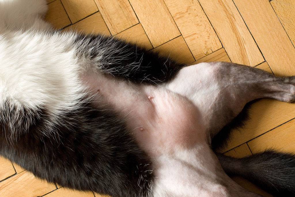Воспаление молочных желез у кошки лечение в домашних условиях