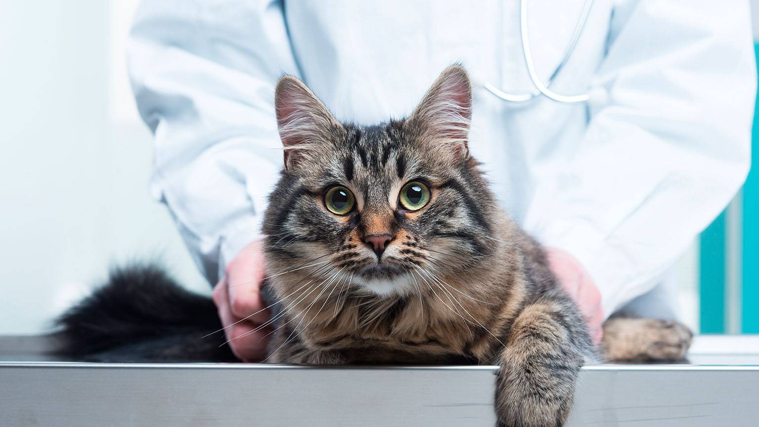 Кот цистит лечение в домашних условиях