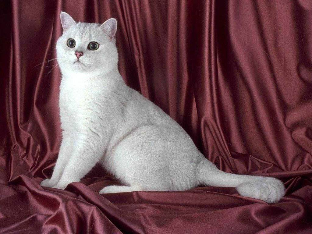 Бурмилла кошка описание породы