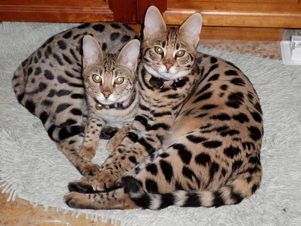 Порода кошек больших размеров как леопард