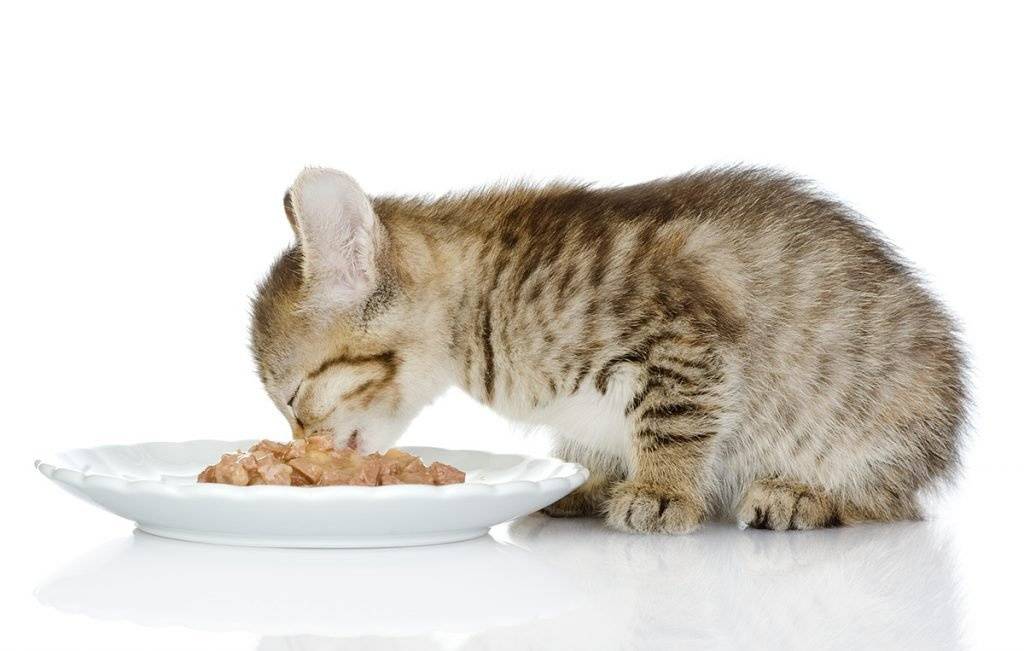 Сколько должна кушать кошка в 1 месяц