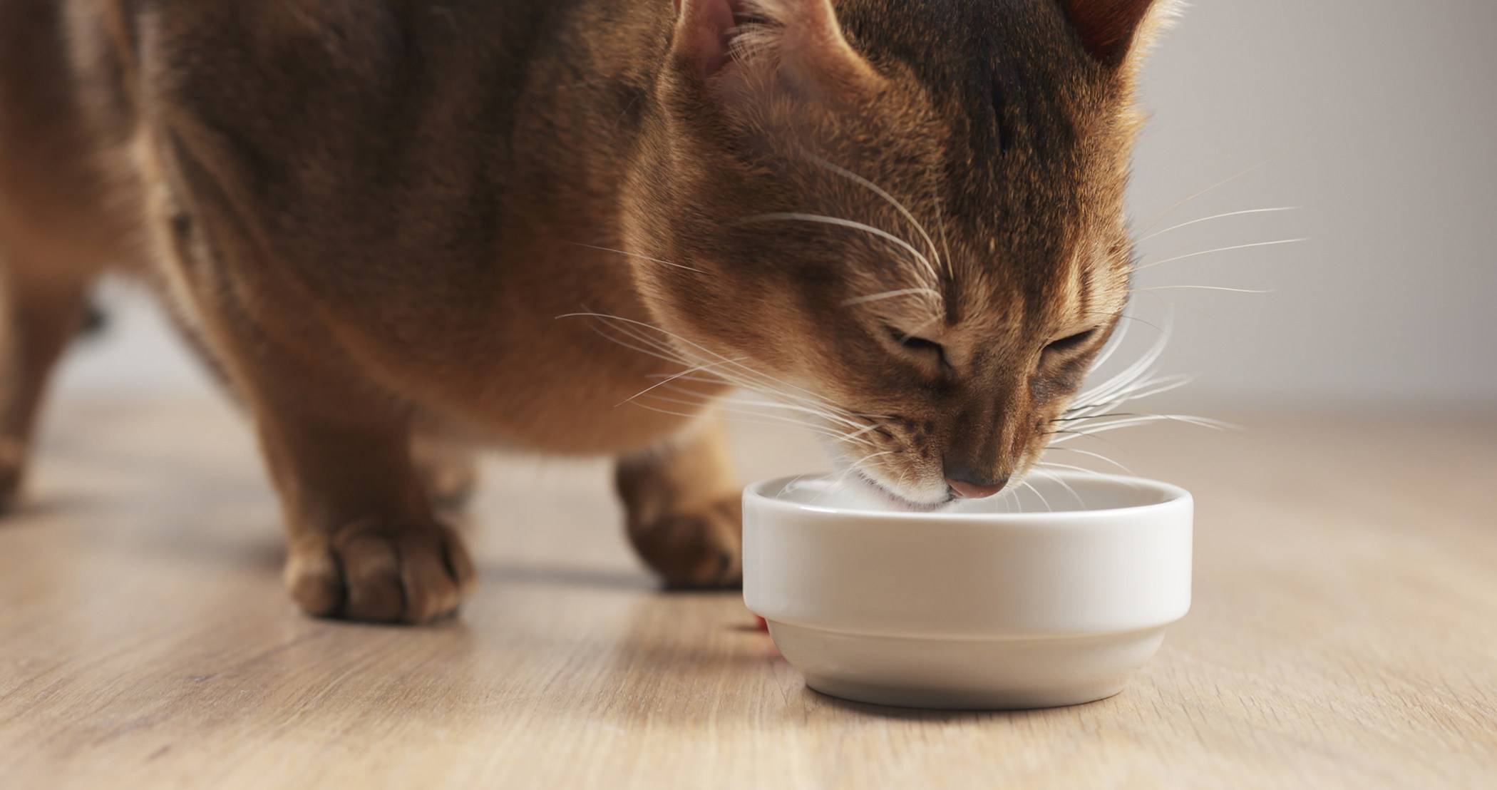 Через какое время можно кормить кошку после наркоза