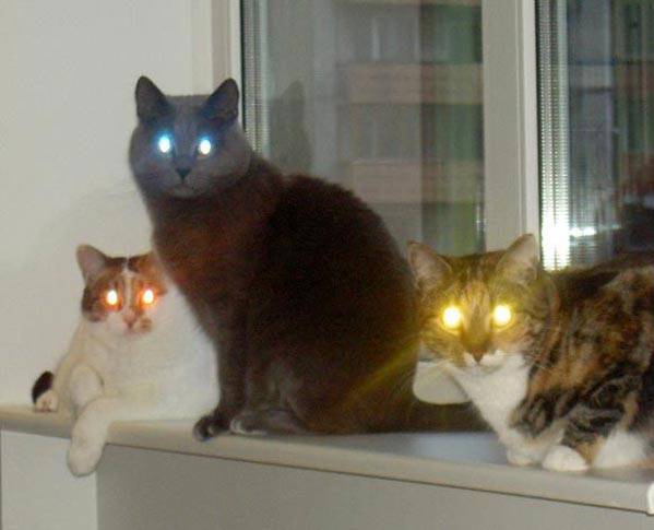Каким цветом глаза у кошек в темноте