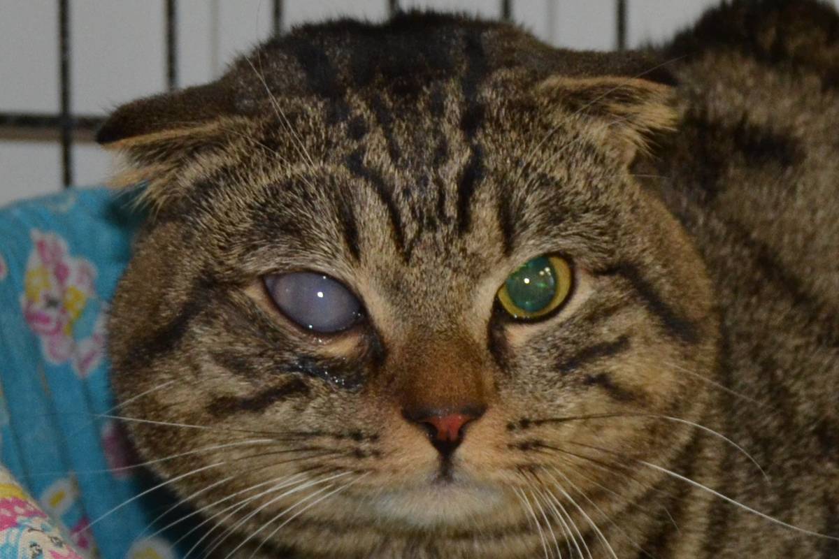 Коричневые выделения из глаз у кошки лечение в домашних условиях