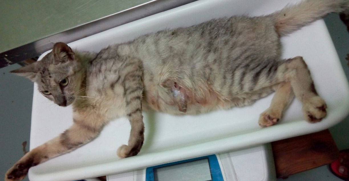 Воспаление молочных желез у кошек лечение в домашних условиях thumbnail