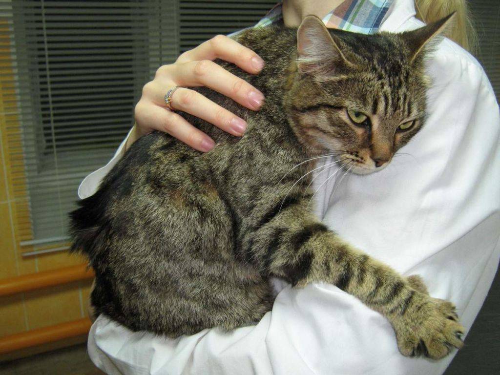 Вирусные болезни кошек и их лечение