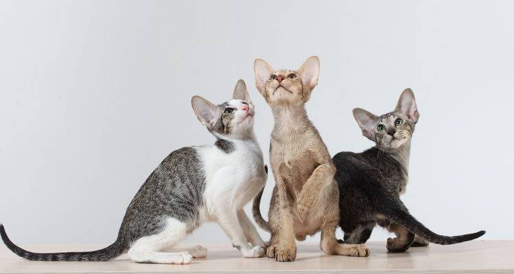 Как можно вылечить аллергию на кошек навсегда