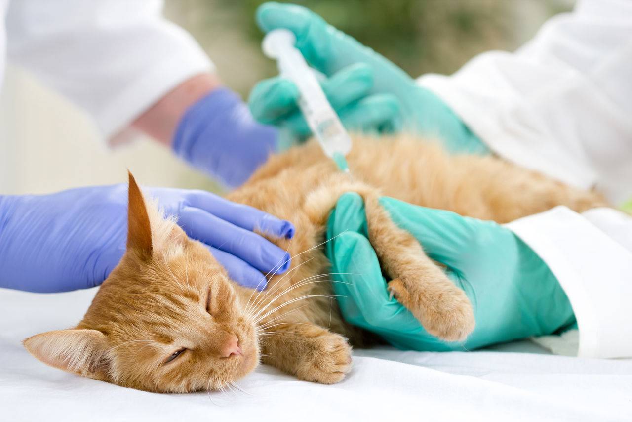 Симптомы и лечение сахарного диабета у кошек