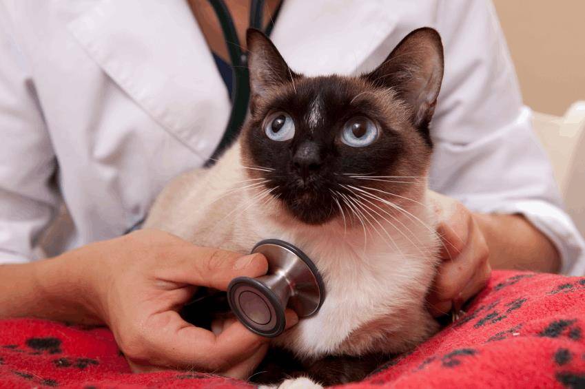 Народные средства лечения чумки у кошек